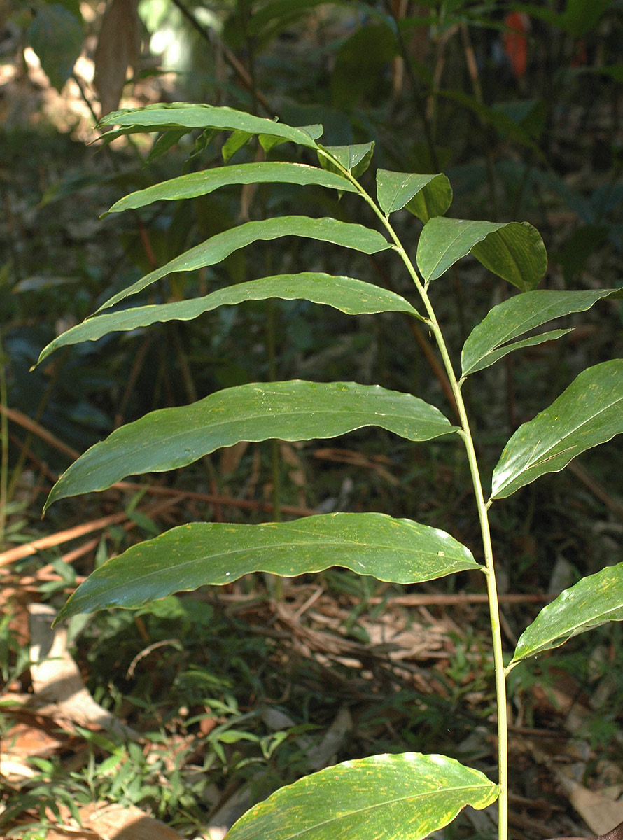 Aframomum angustifolium