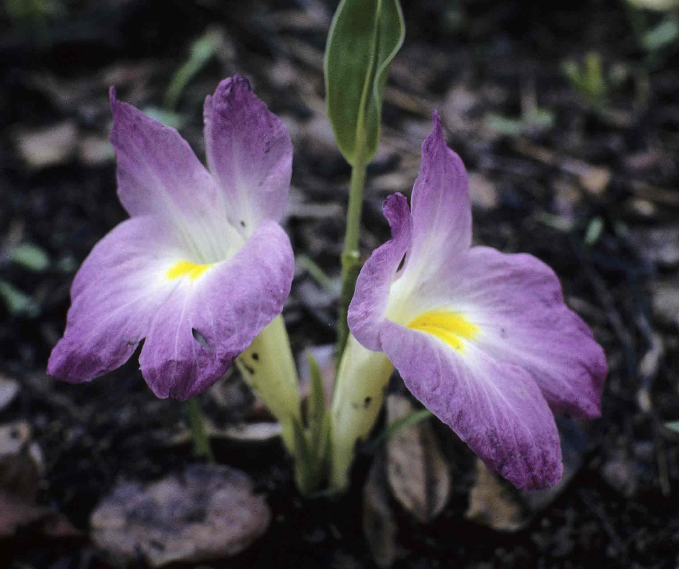 Siphonochilus aethiopicus