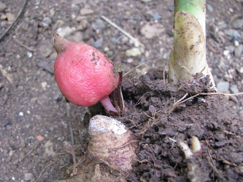 Siphonochilus aethiopicus Siphonochilus aethiopicus