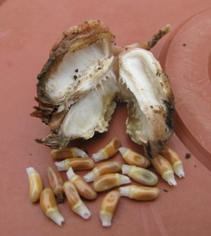 Siphonochilus aethiopicus Siphonochilus aethiopicus