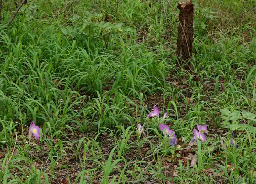 Siphonochilus aethiopicus