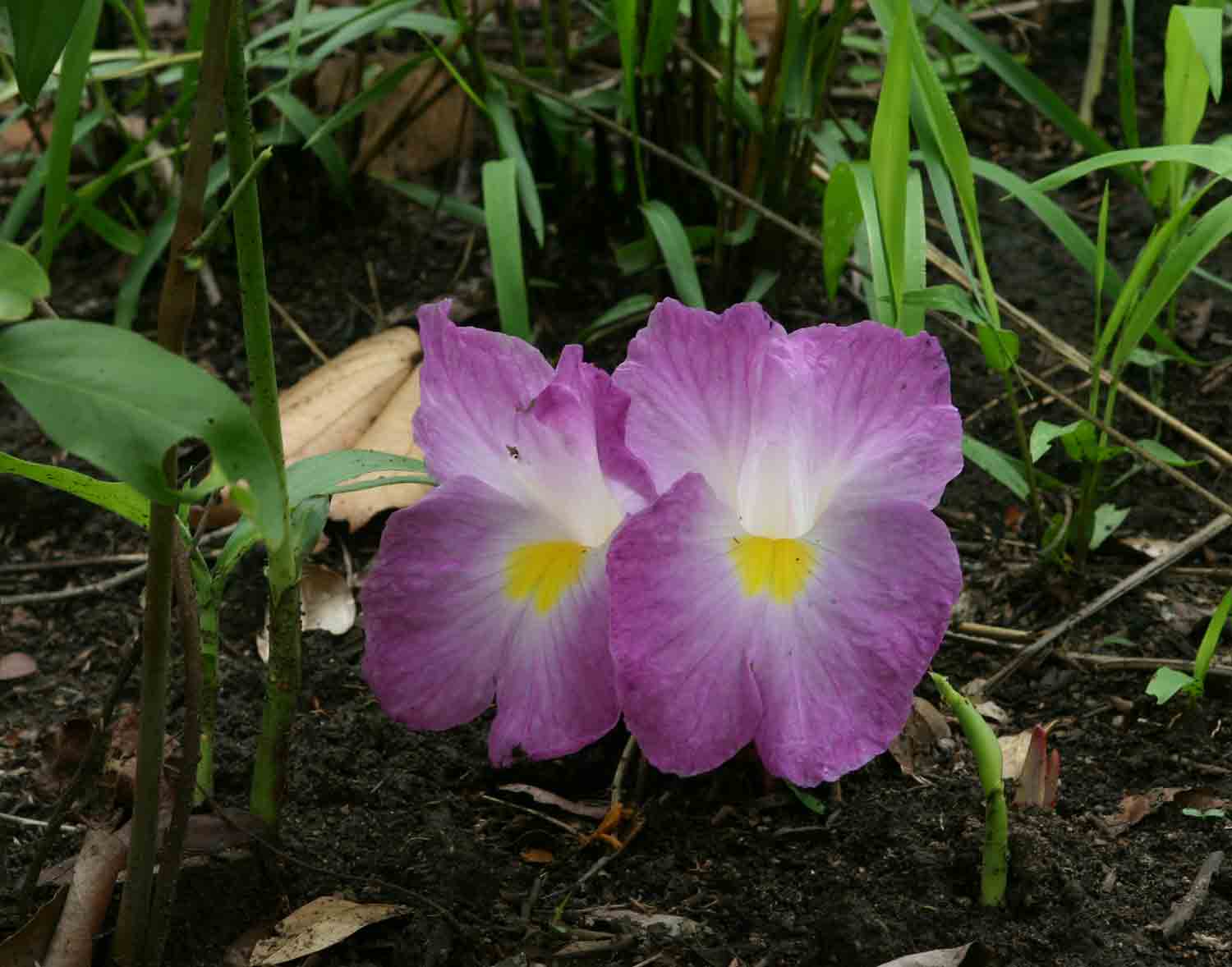 Siphonochilus aethiopicus