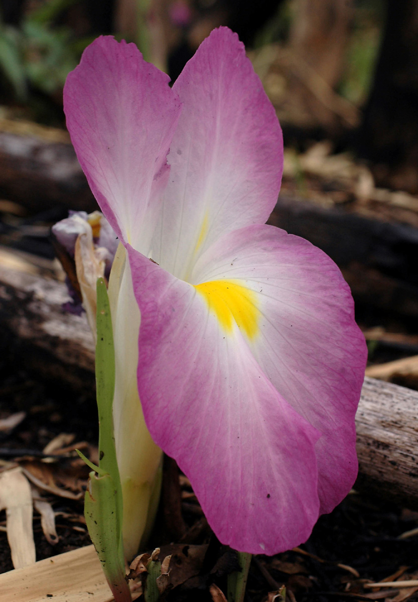 Siphonochilus aethiopicus Siphonochilus aethiopicus