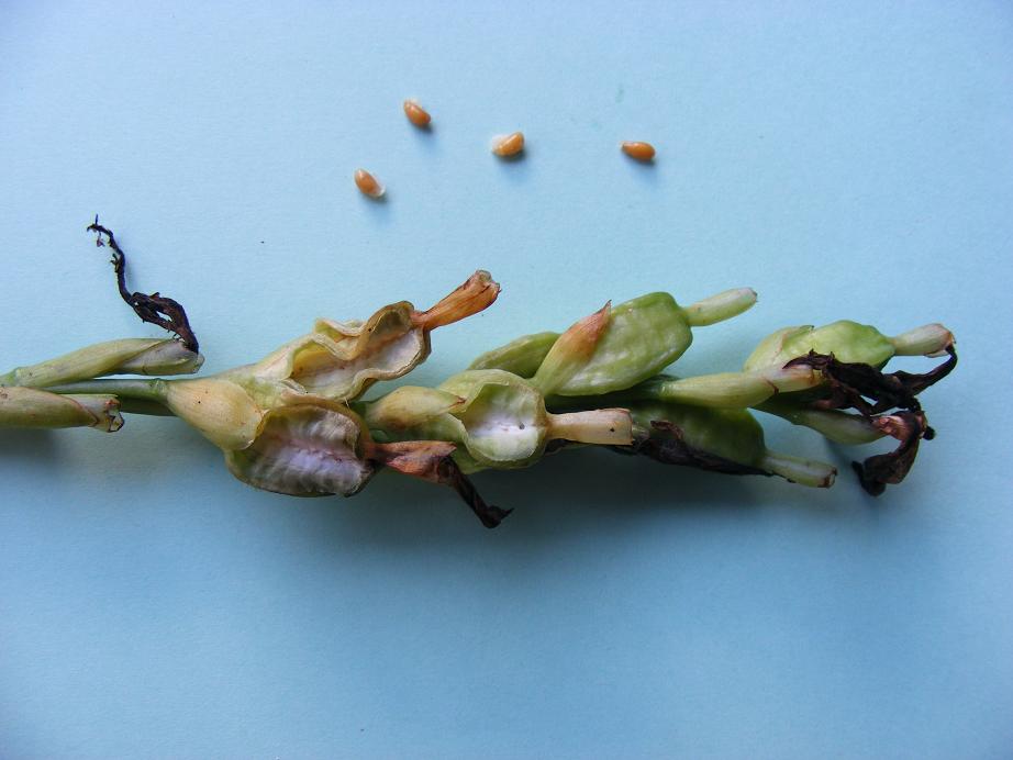 Siphonochilus kirkii - yellow-flowered form Siphonochilus kirkii - yellow-flowered form