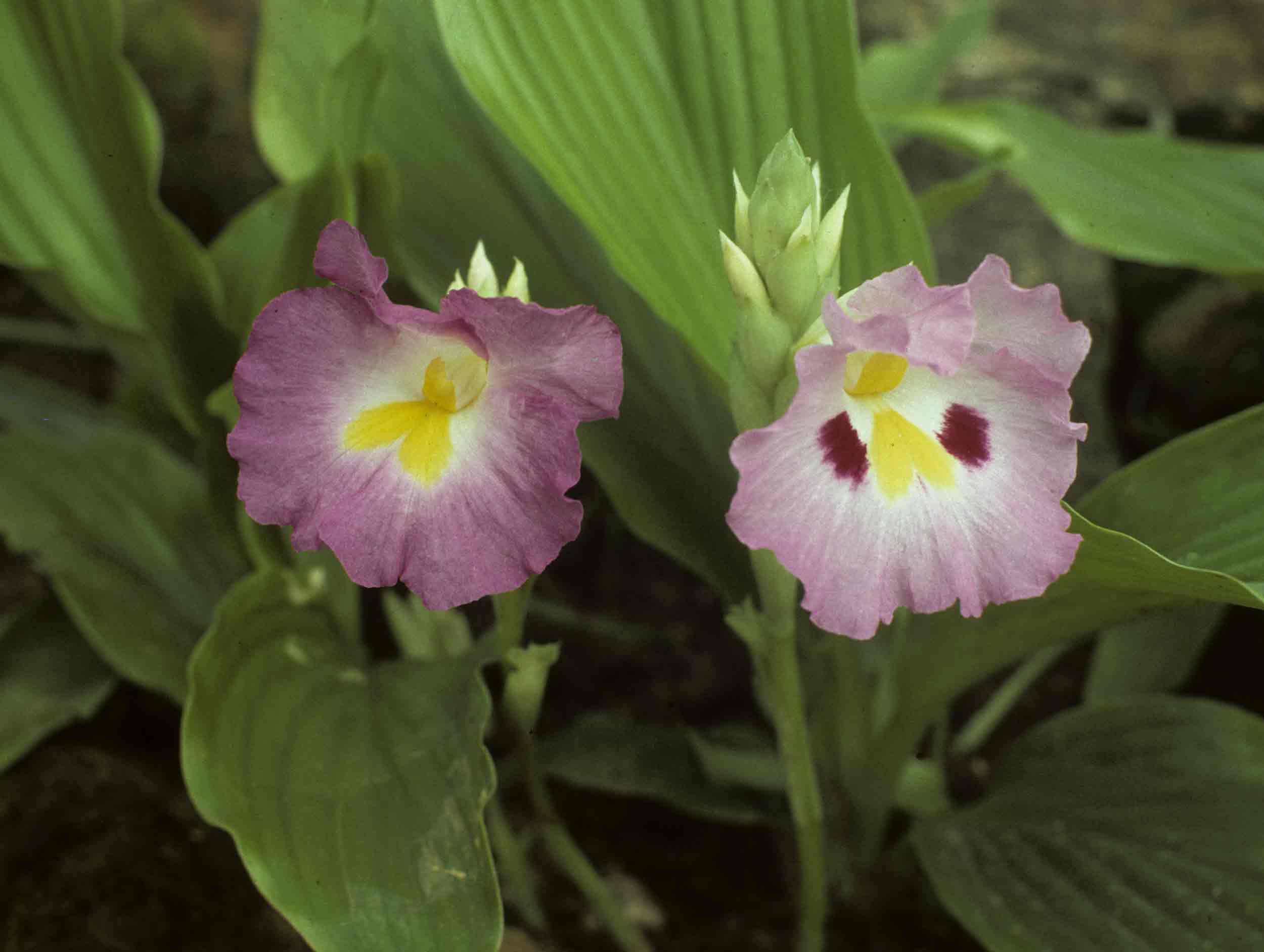 Siphonochilus kirkii Siphonochilus kirkii
