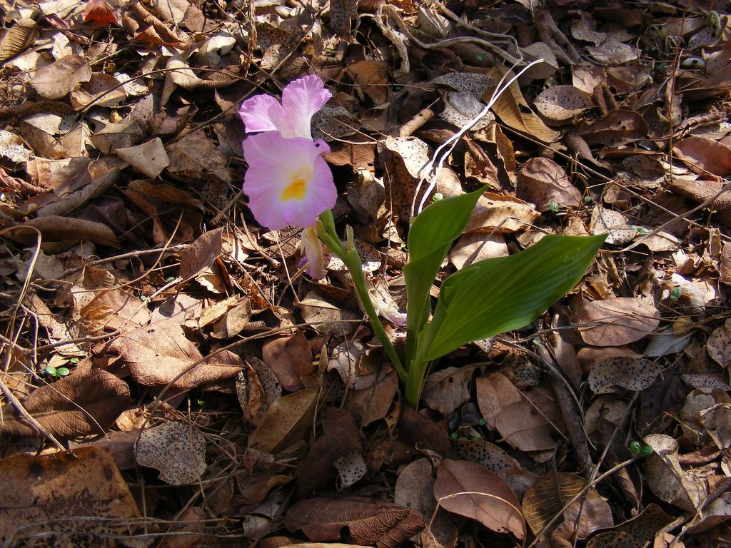 Siphonochilus kirkii Siphonochilus kirkii