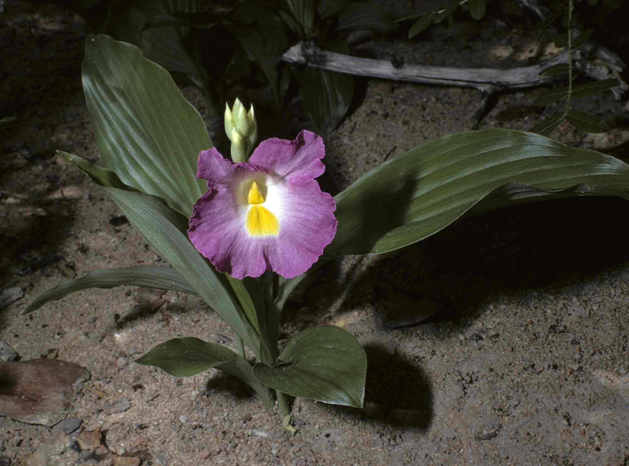 Siphonochilus kirkii