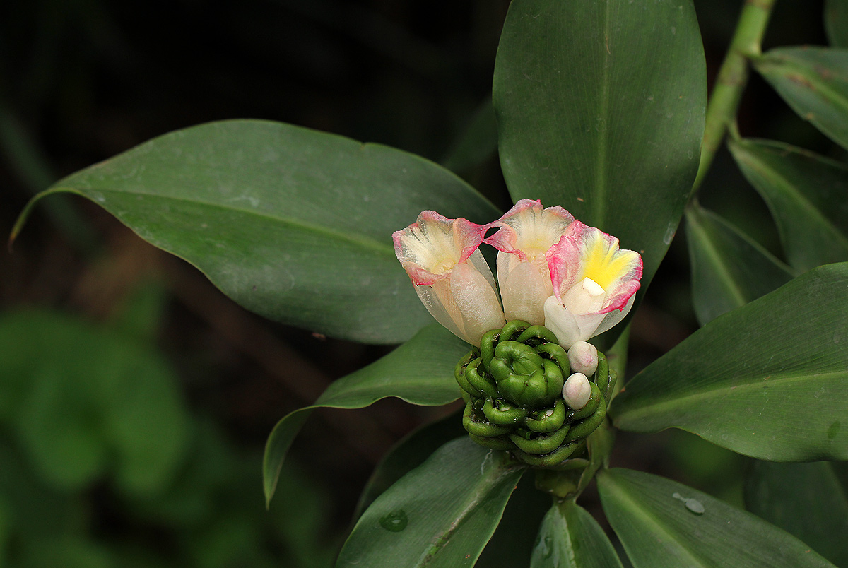 Costus afer
