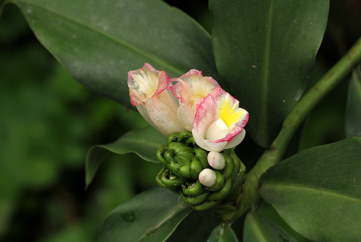Costus afer