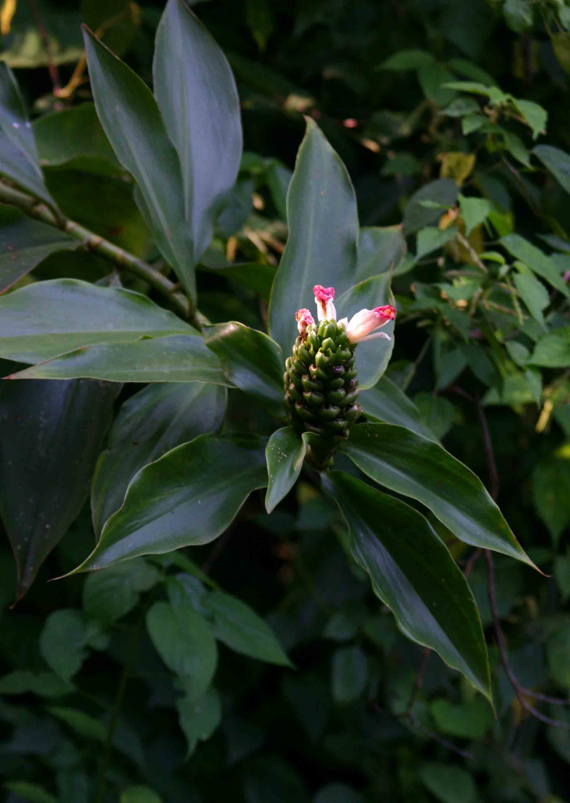 Costus afer Costus afer