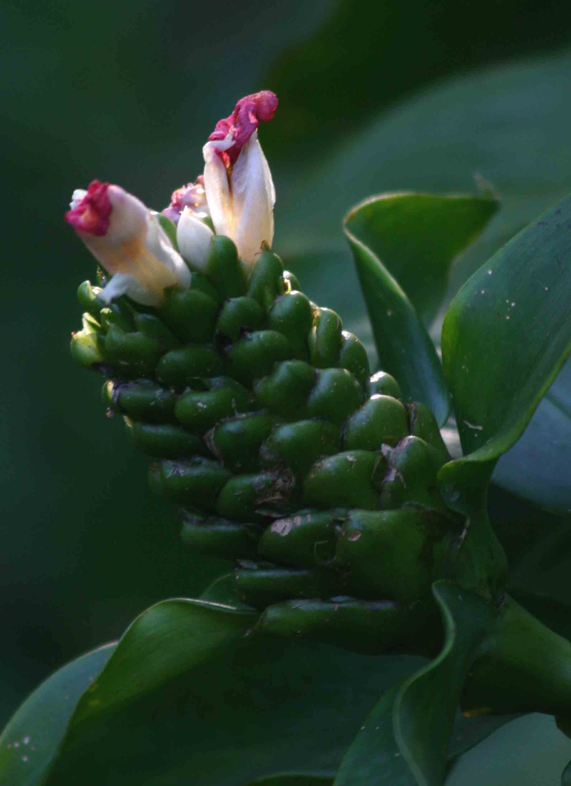 Costus afer Costus afer