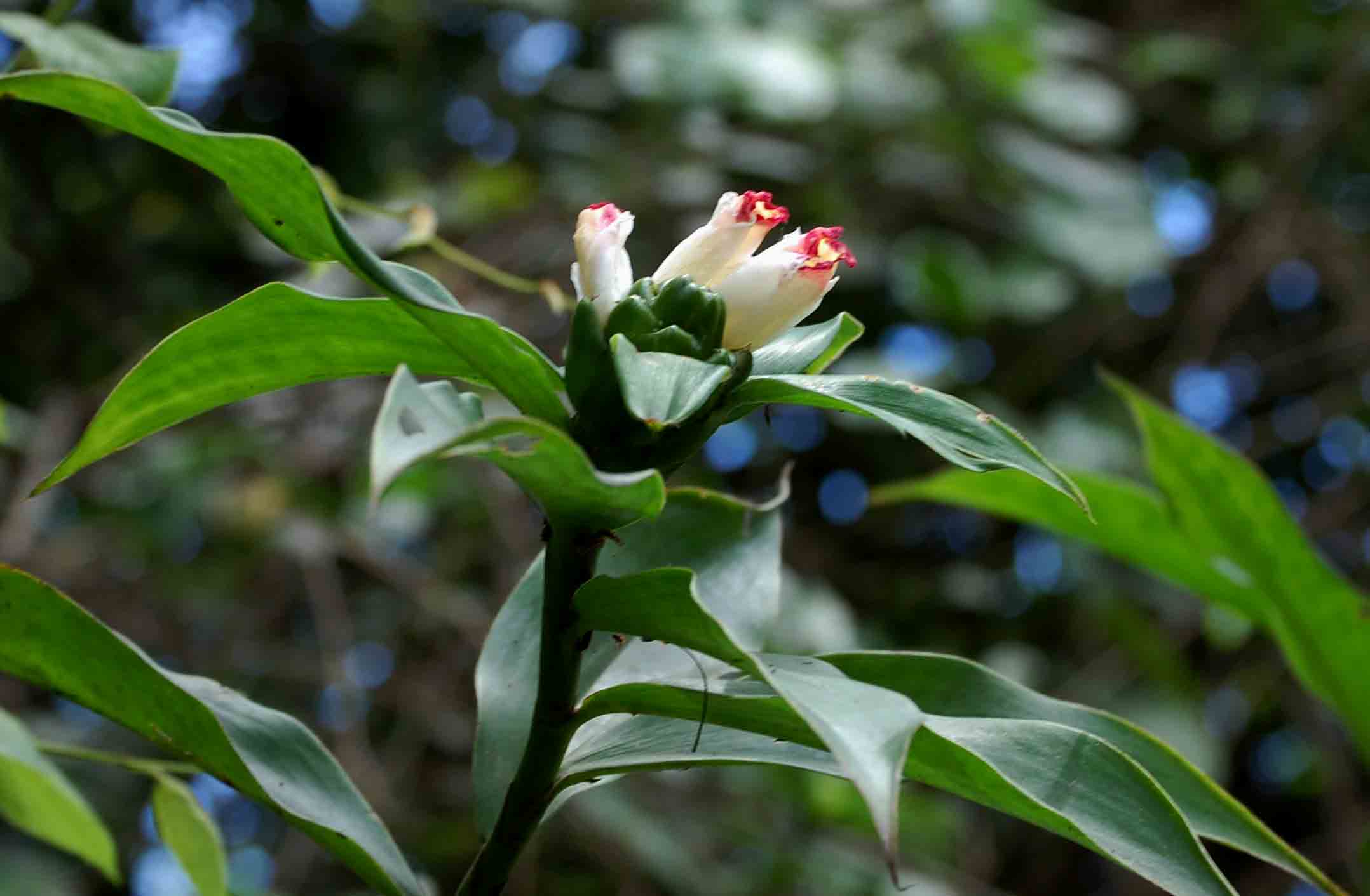 Costus afer Costus afer
