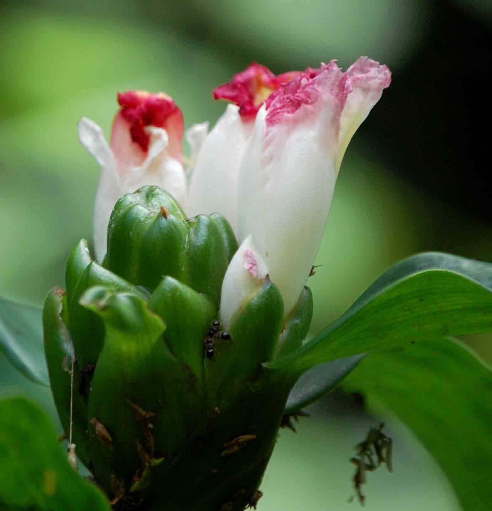 Costus afer Costus afer