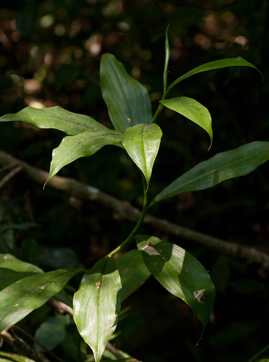 Costus afer Costus afer