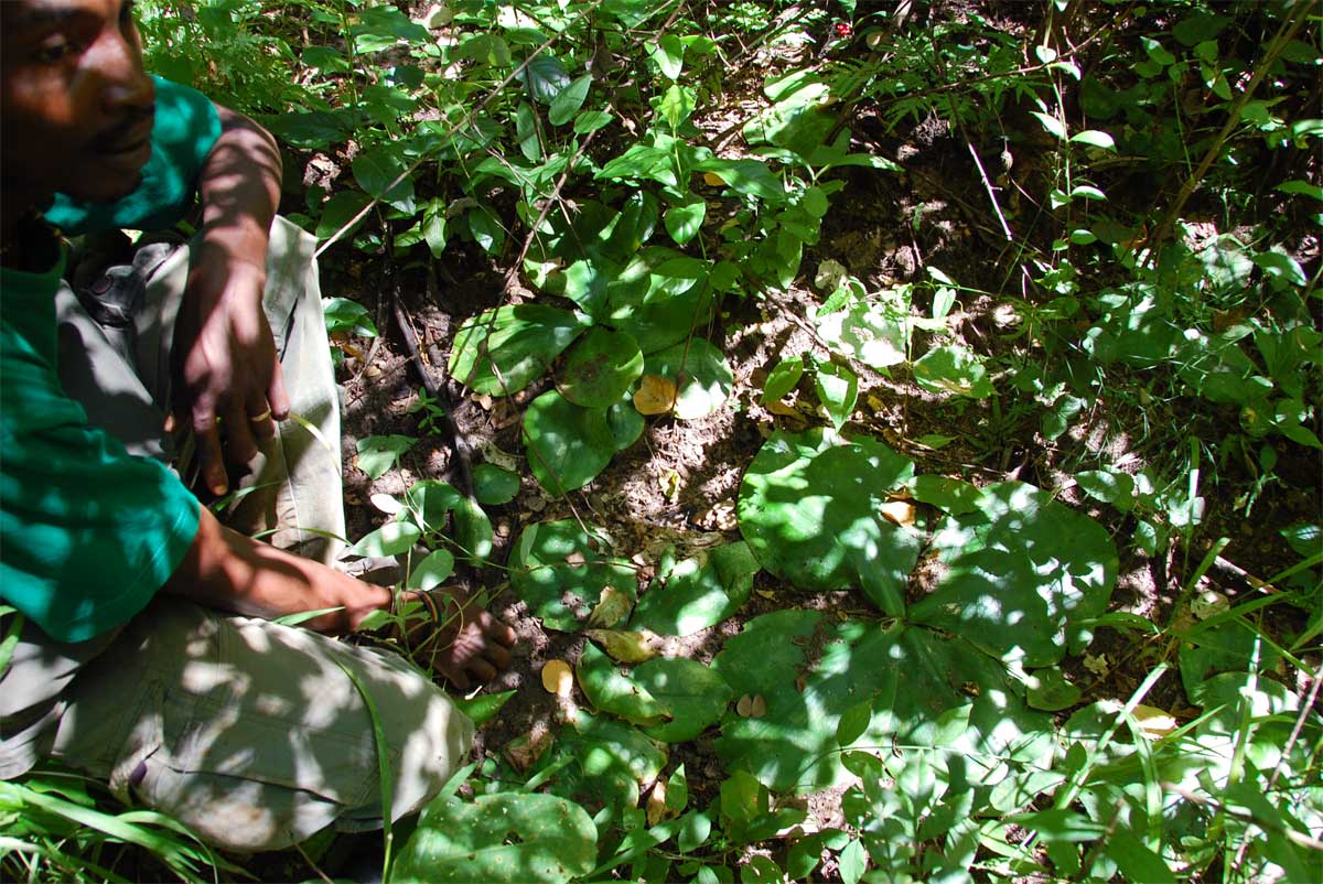 Costus spectabilis Costus spectabilis