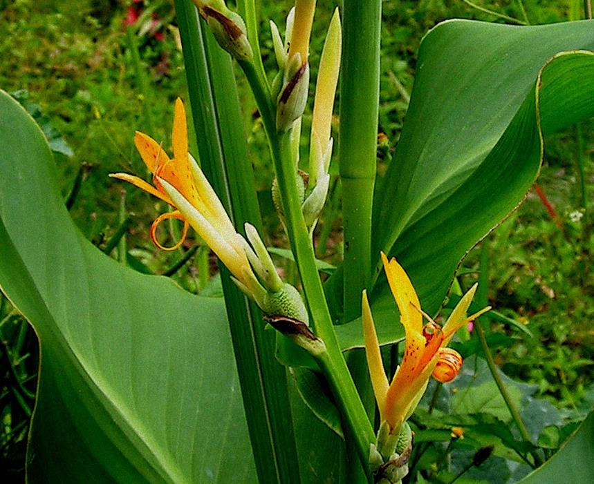 Canna indica