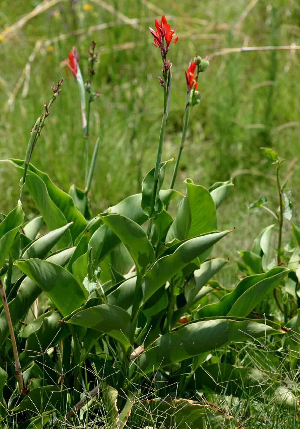 Canna indica