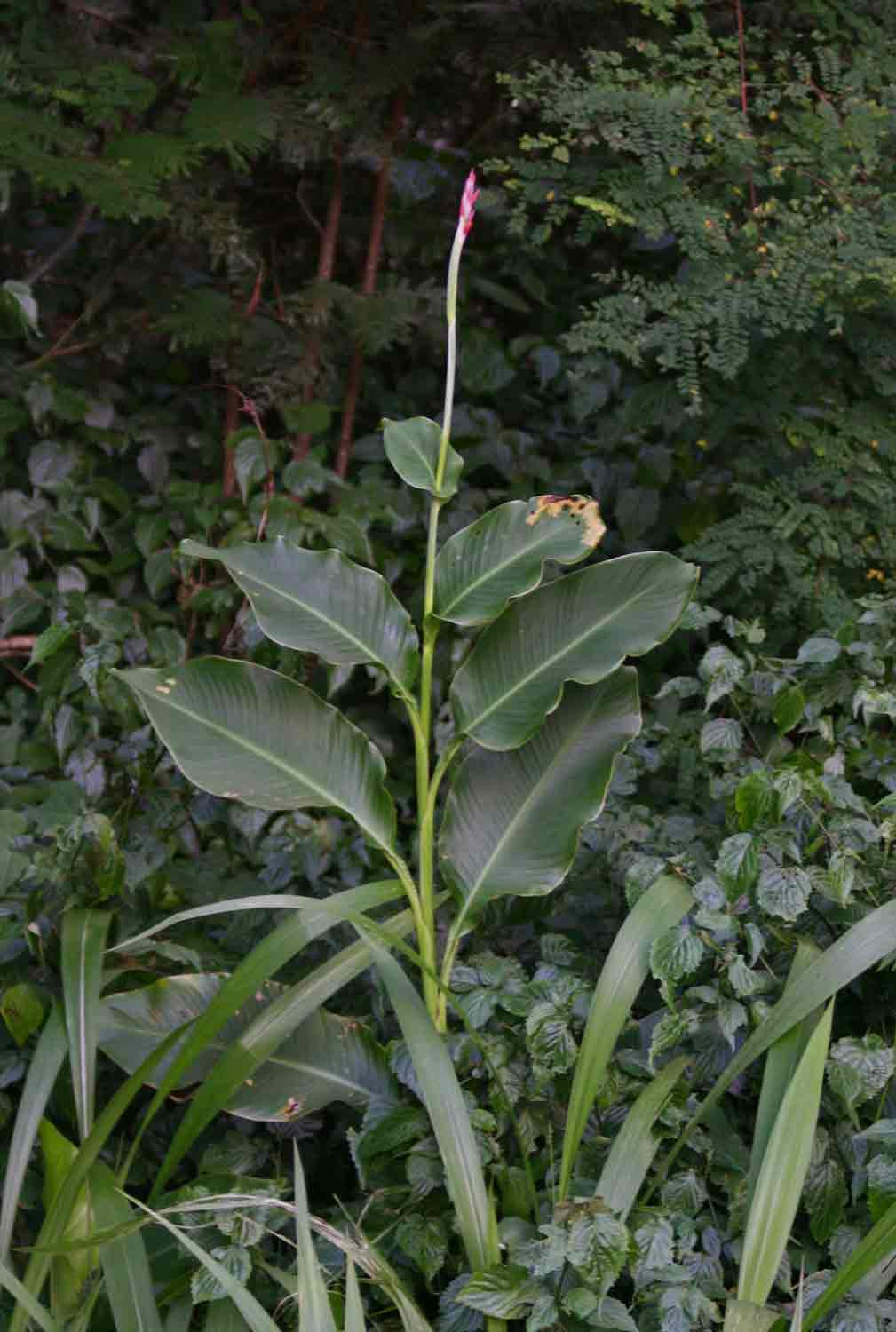 Canna indica