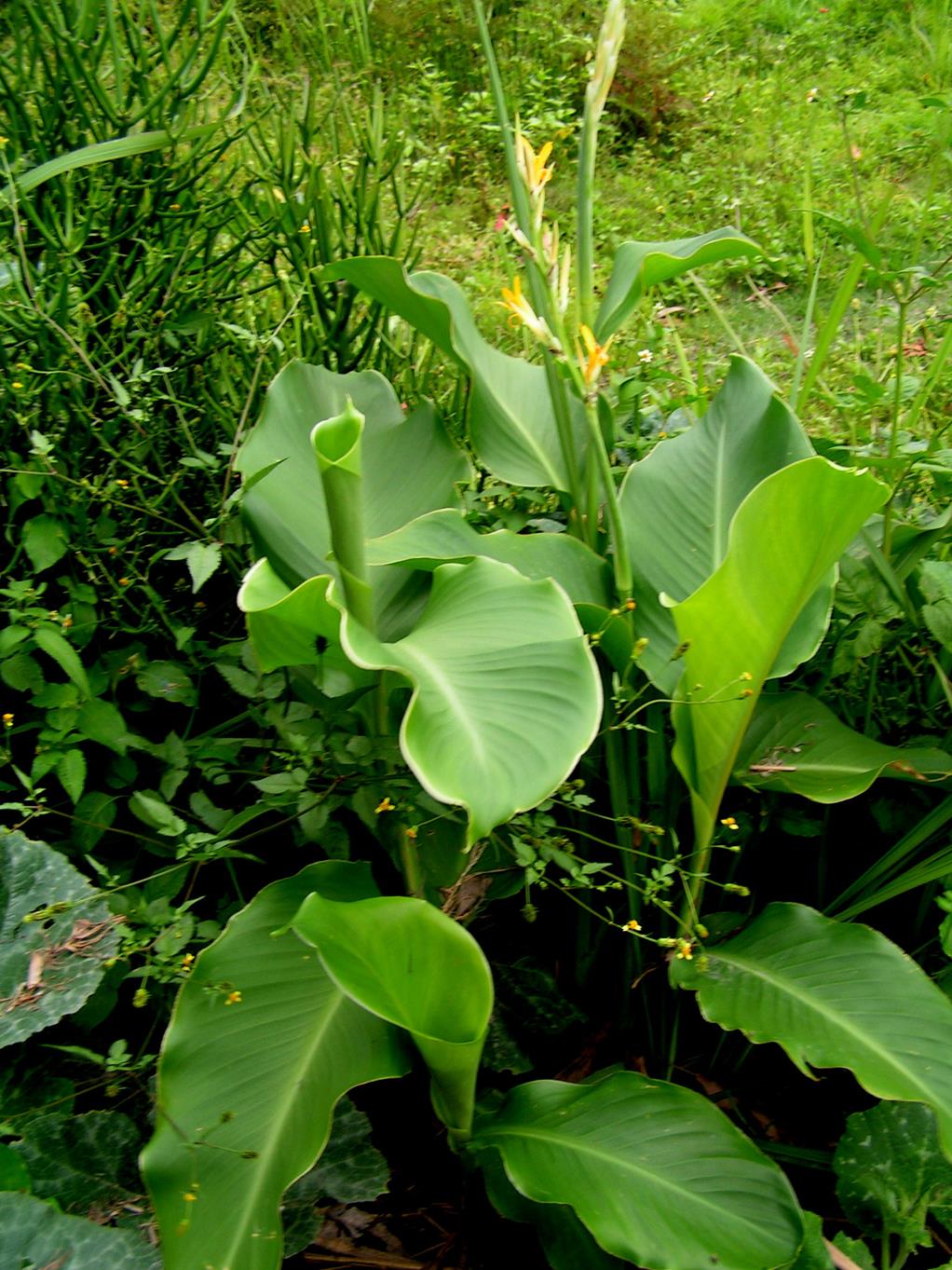 Canna indica