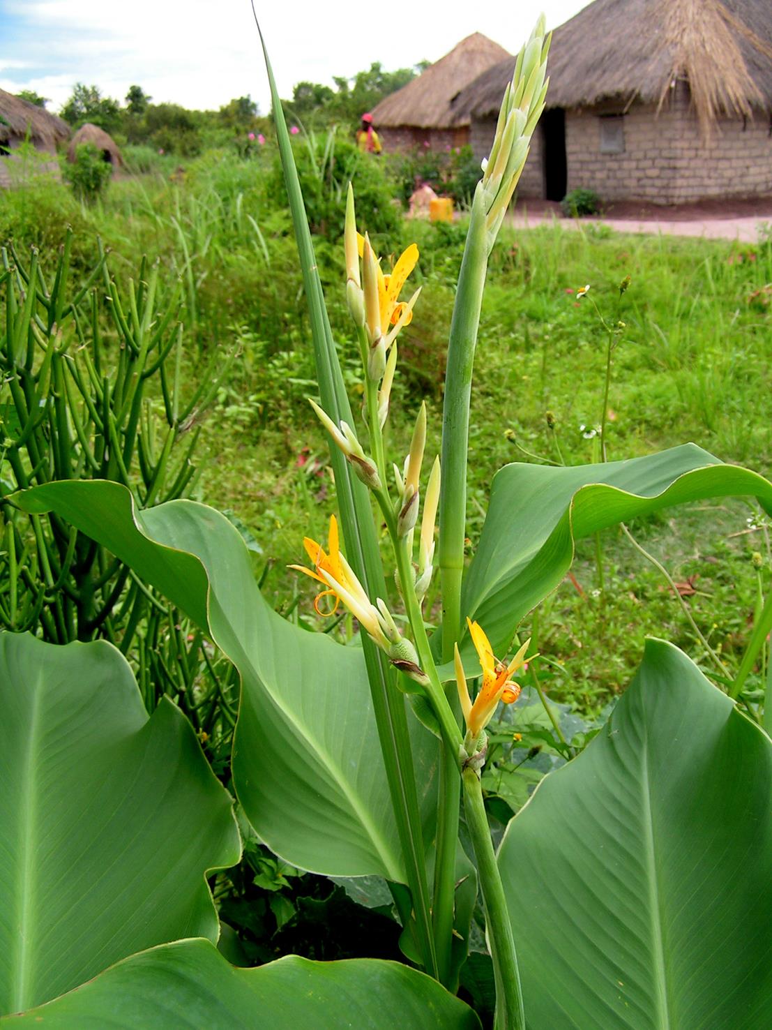Canna indica