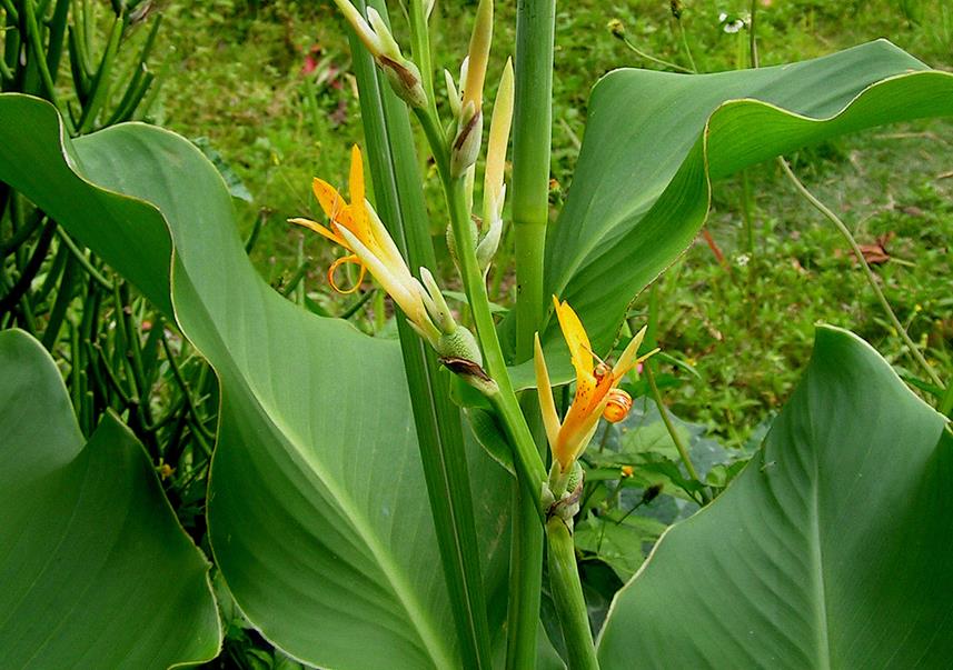 Canna indica