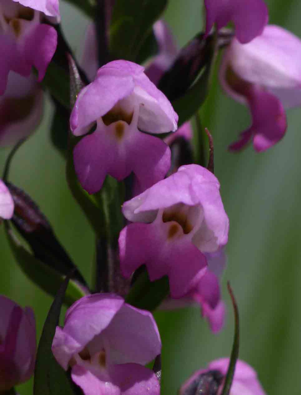 Brachycorythis buchananii