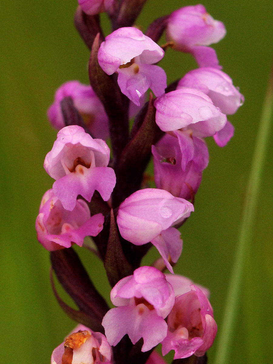 Brachycorythis buchananii