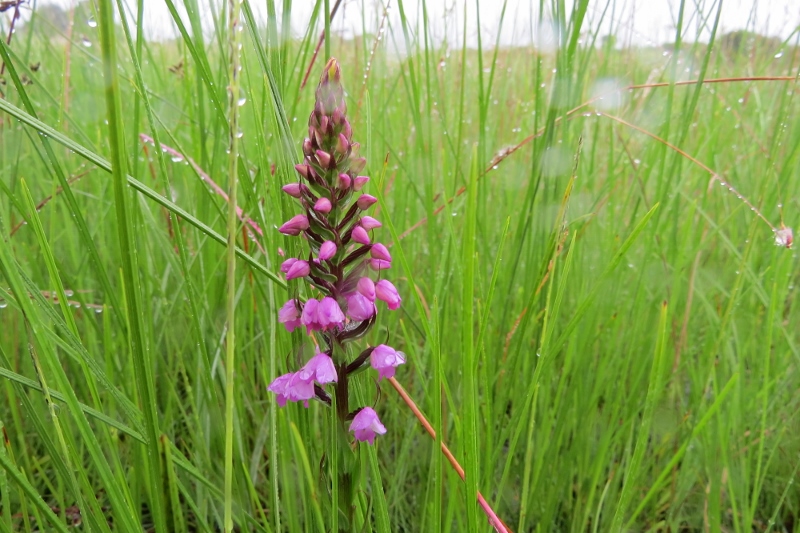 Brachycorythis buchananii