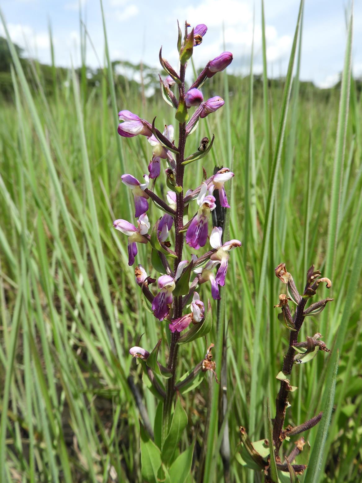 Brachycorythis congoensis