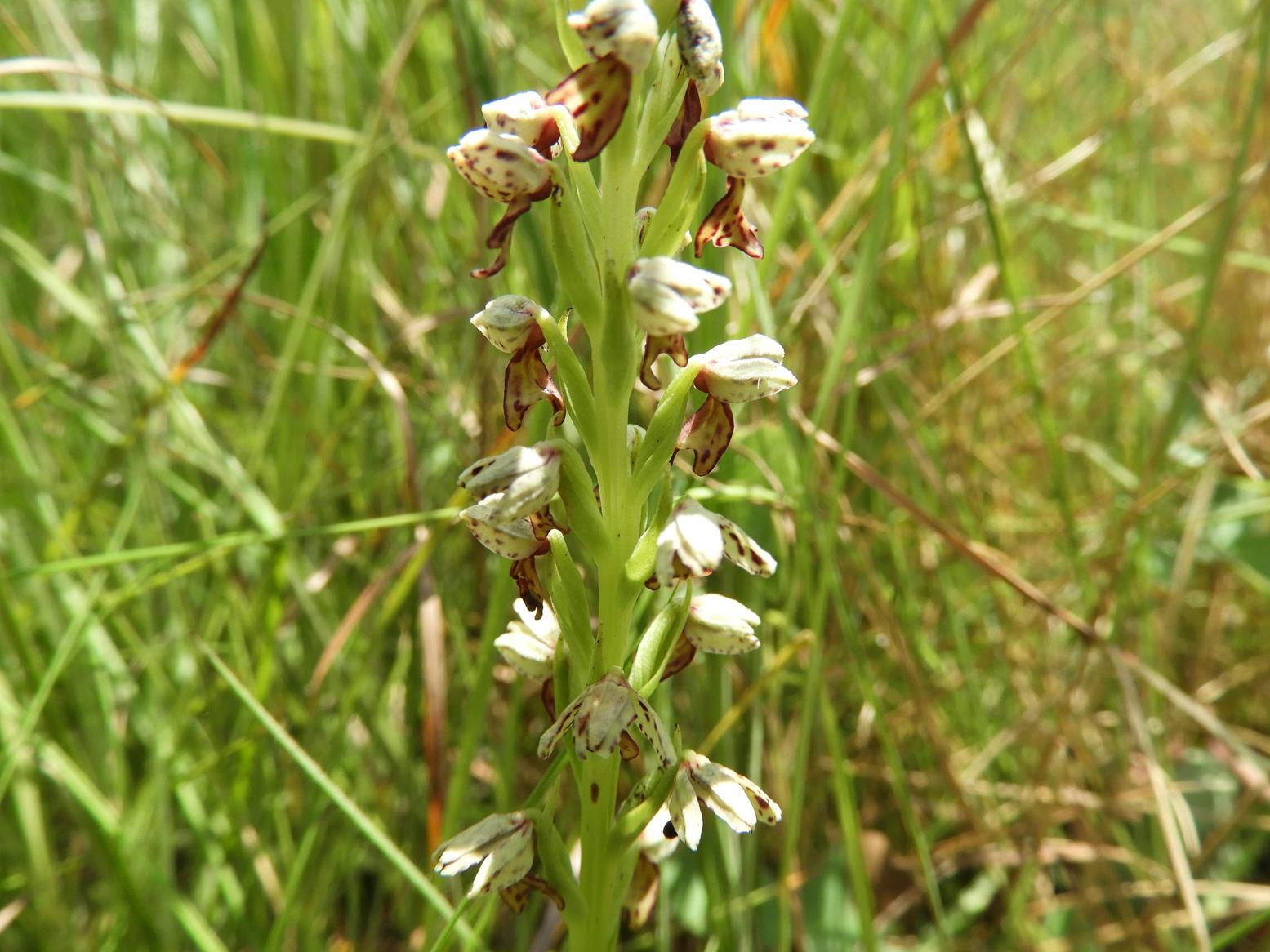 Brachycorythis inhambanensis Brachycorythis inhambanensis