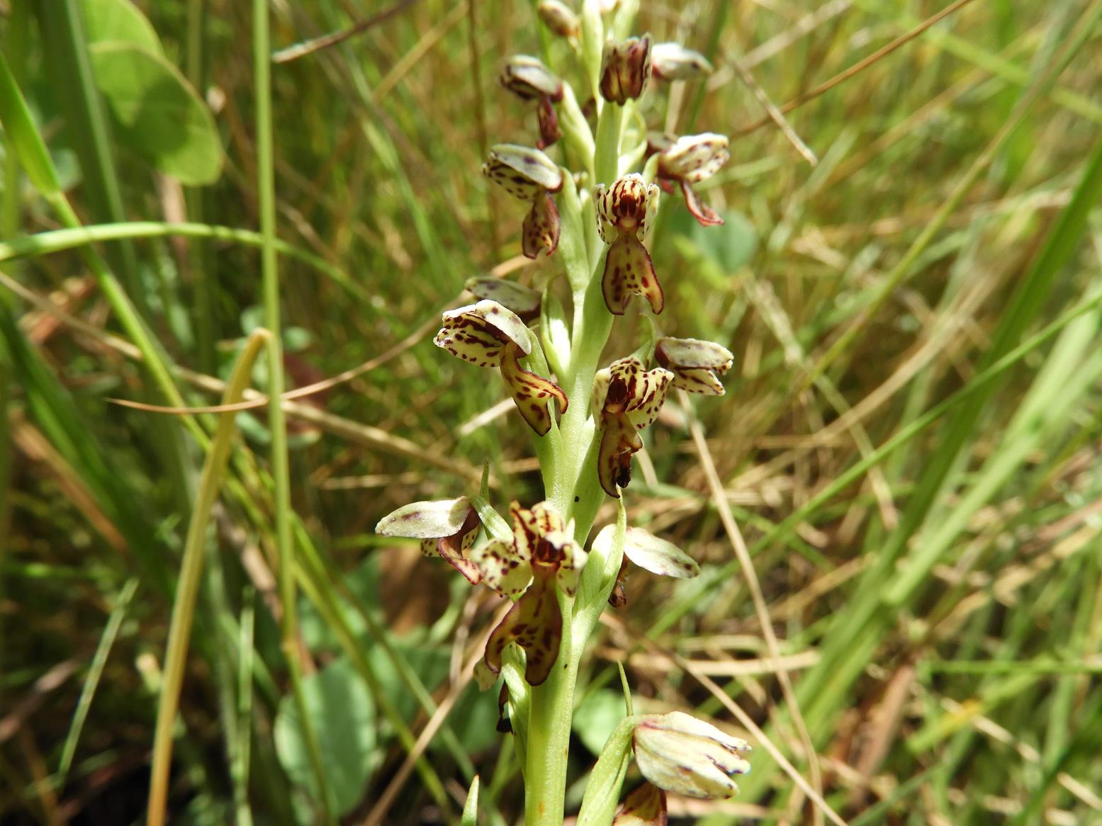 Brachycorythis inhambanensis Brachycorythis inhambanensis