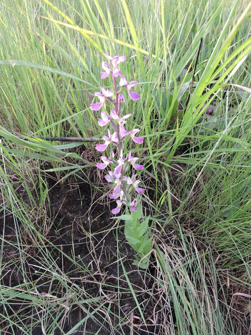 Brachycorythis ovata subsp. welwitschii