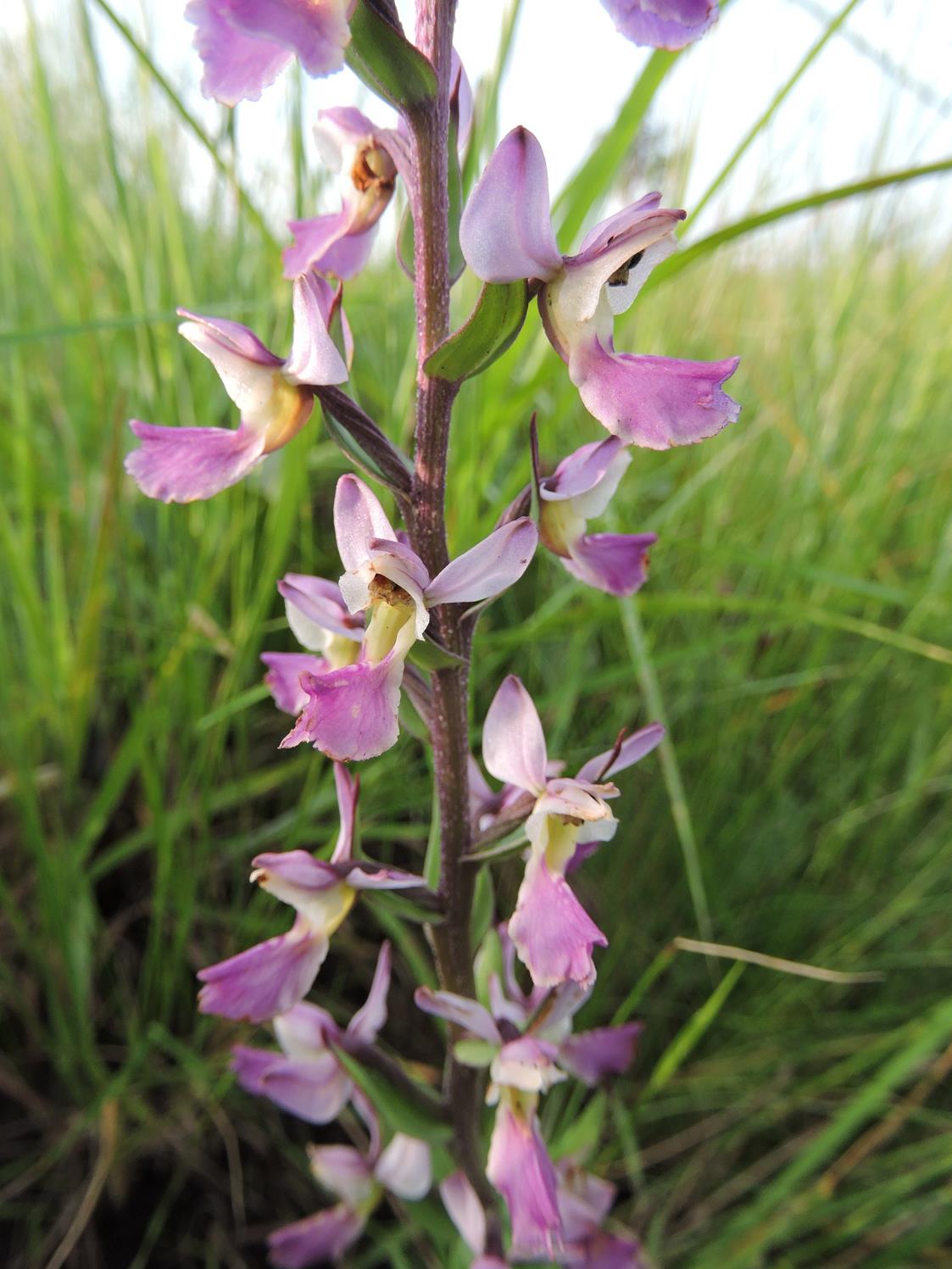 Brachycorythis ovata subsp. welwitschii Brachycorythis ovata subsp. welwitschii