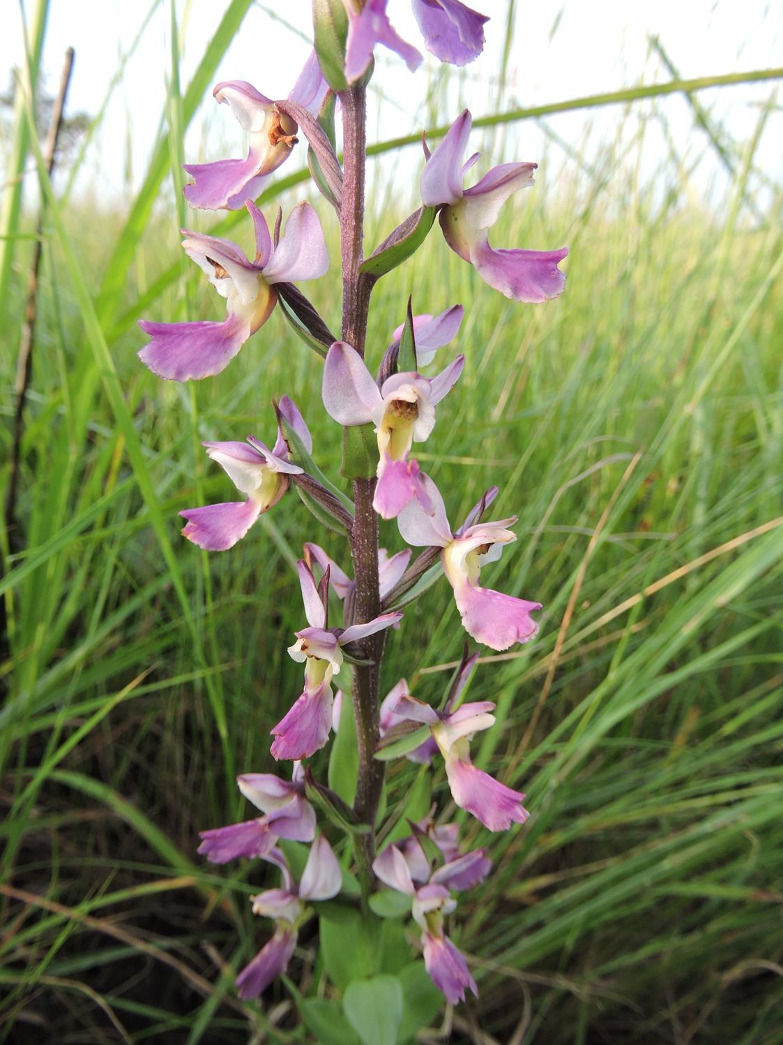 Brachycorythis ovata subsp. welwitschii