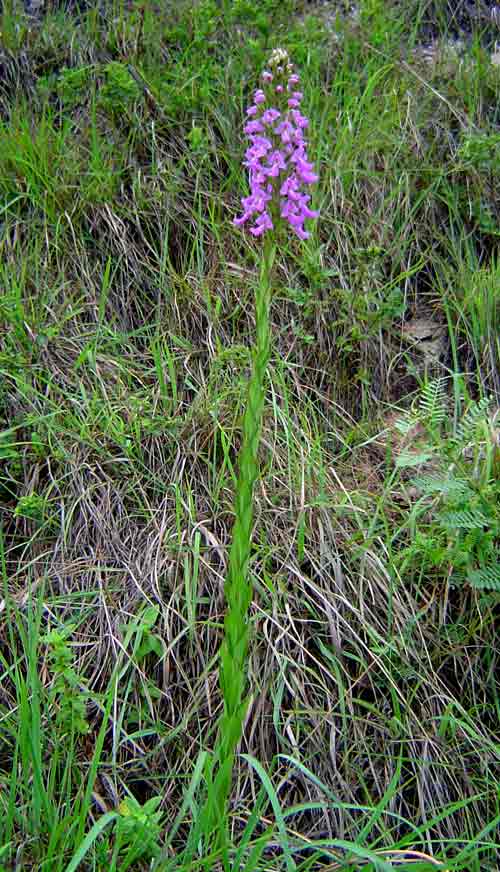Brachycorythis pleistophylla subsp. pleistophylla