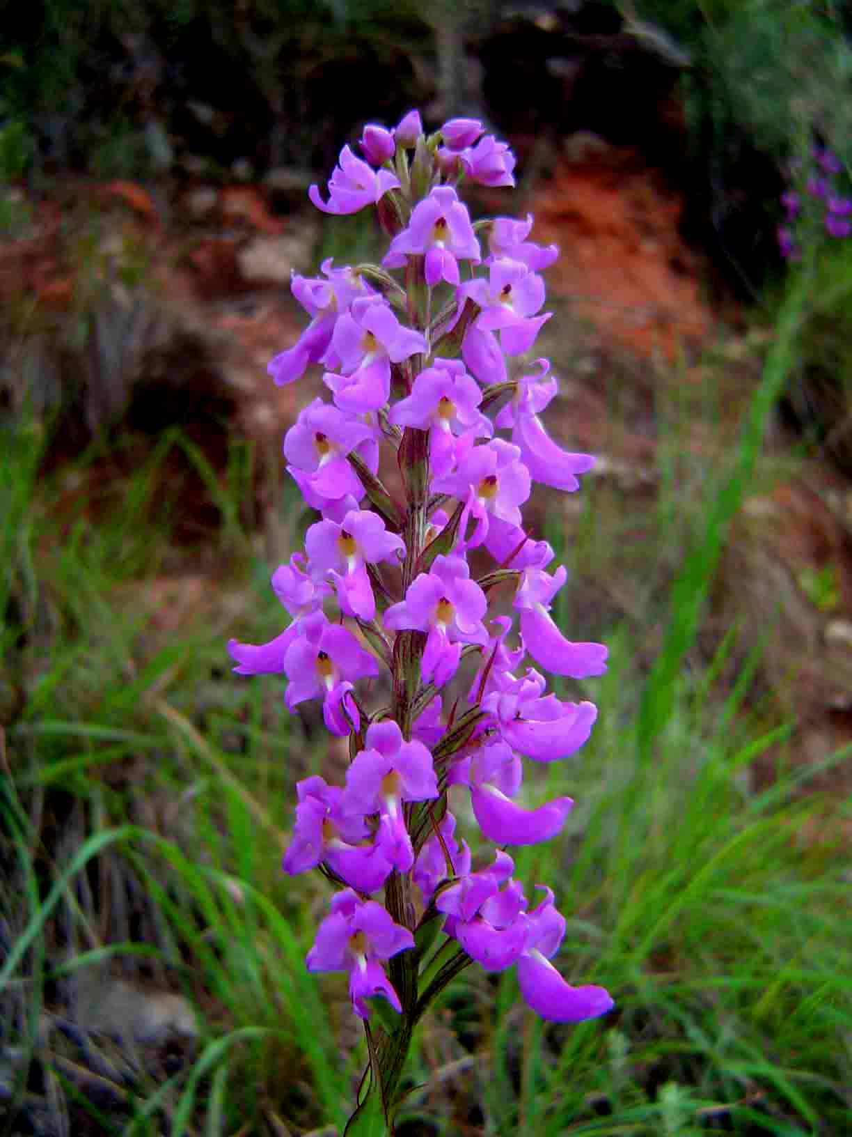 Brachycorythis pleistophylla subsp. pleistophylla