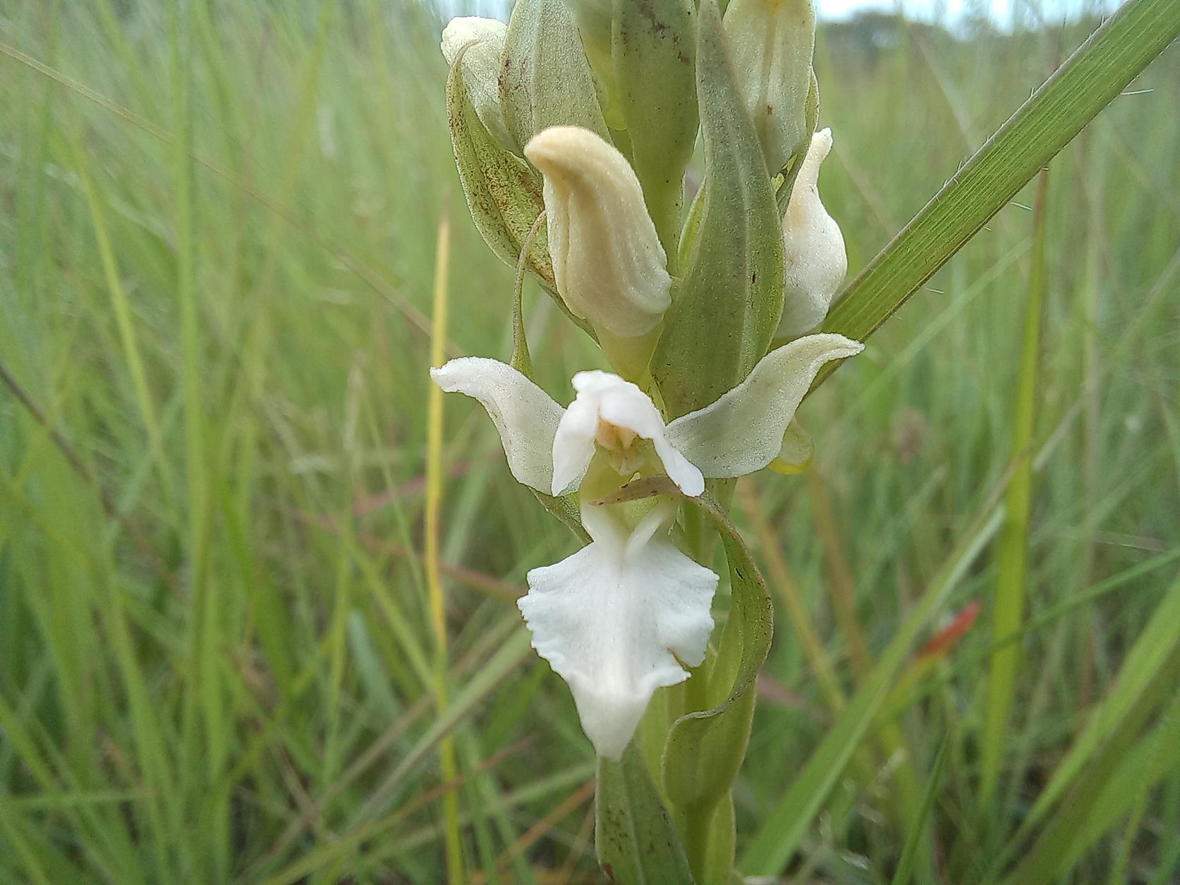 Brachycorythis tenuior