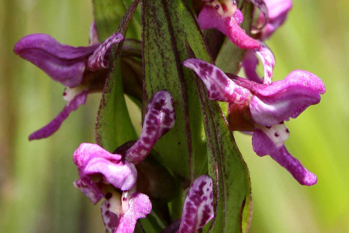 Brachycorythis tenuior