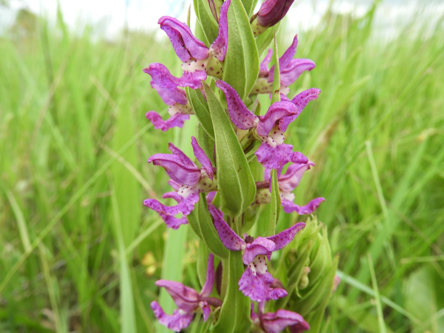 Brachycorythis tenuior
