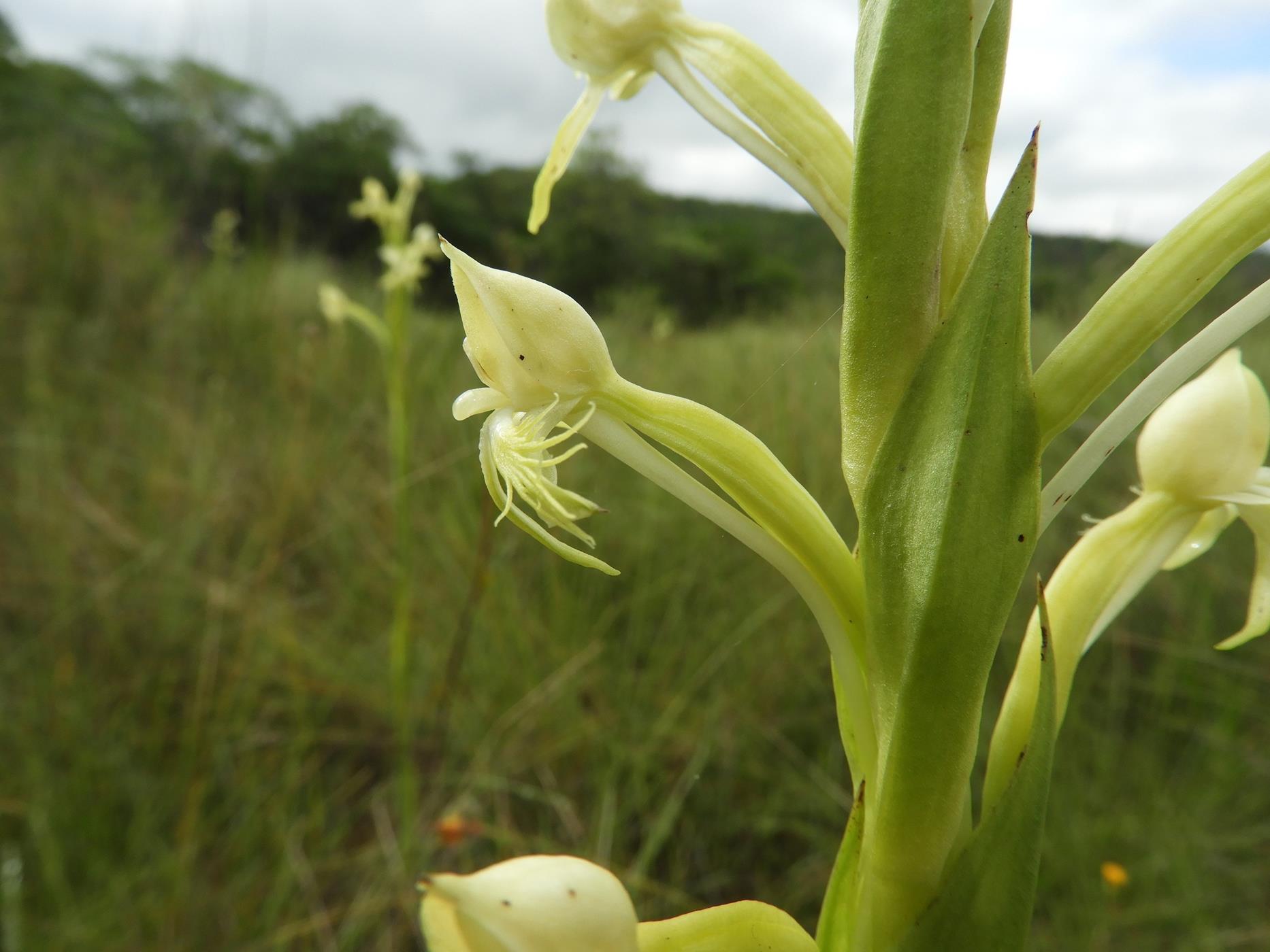 Centrostigma occultans