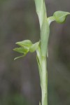 Centrostigma papillosum