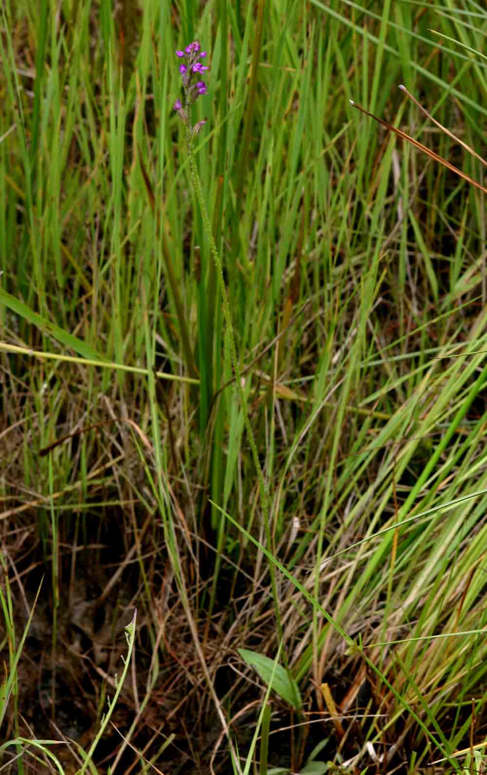 Cynorkis anacamptoides var. anacamptoides