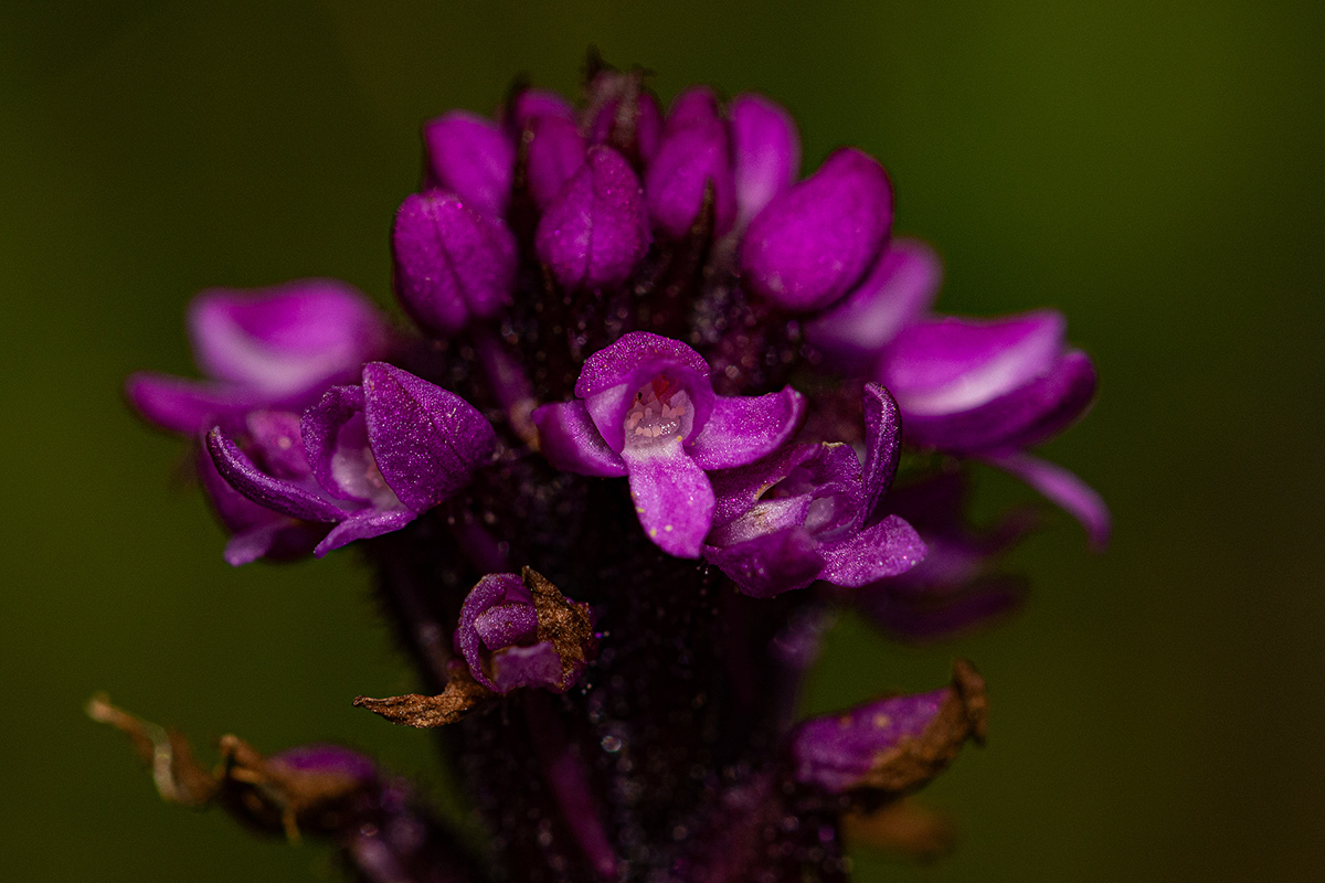 Cynorkis anacamptoides var. anacamptoides