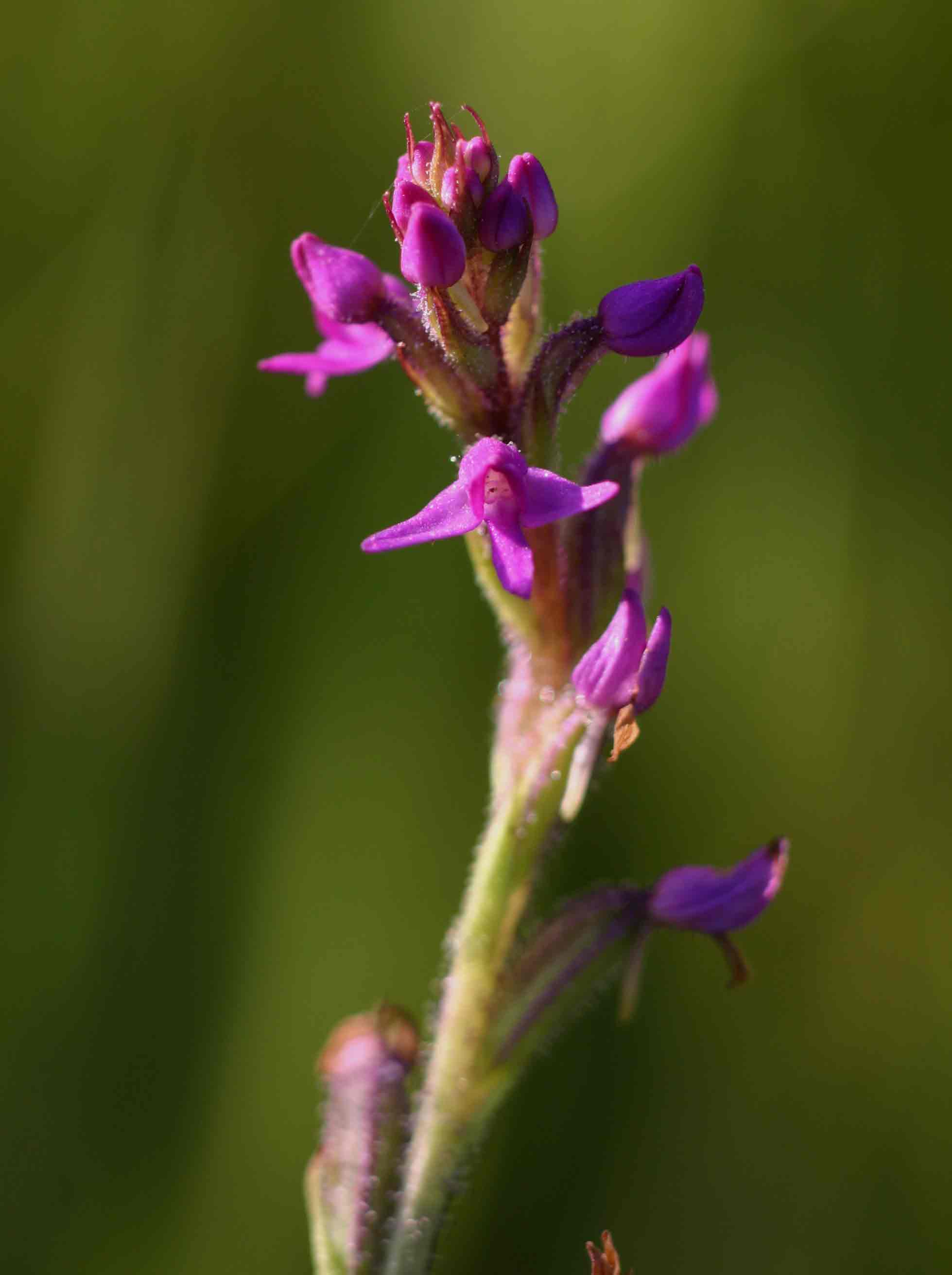 Cynorkis anacamptoides var. anacamptoides