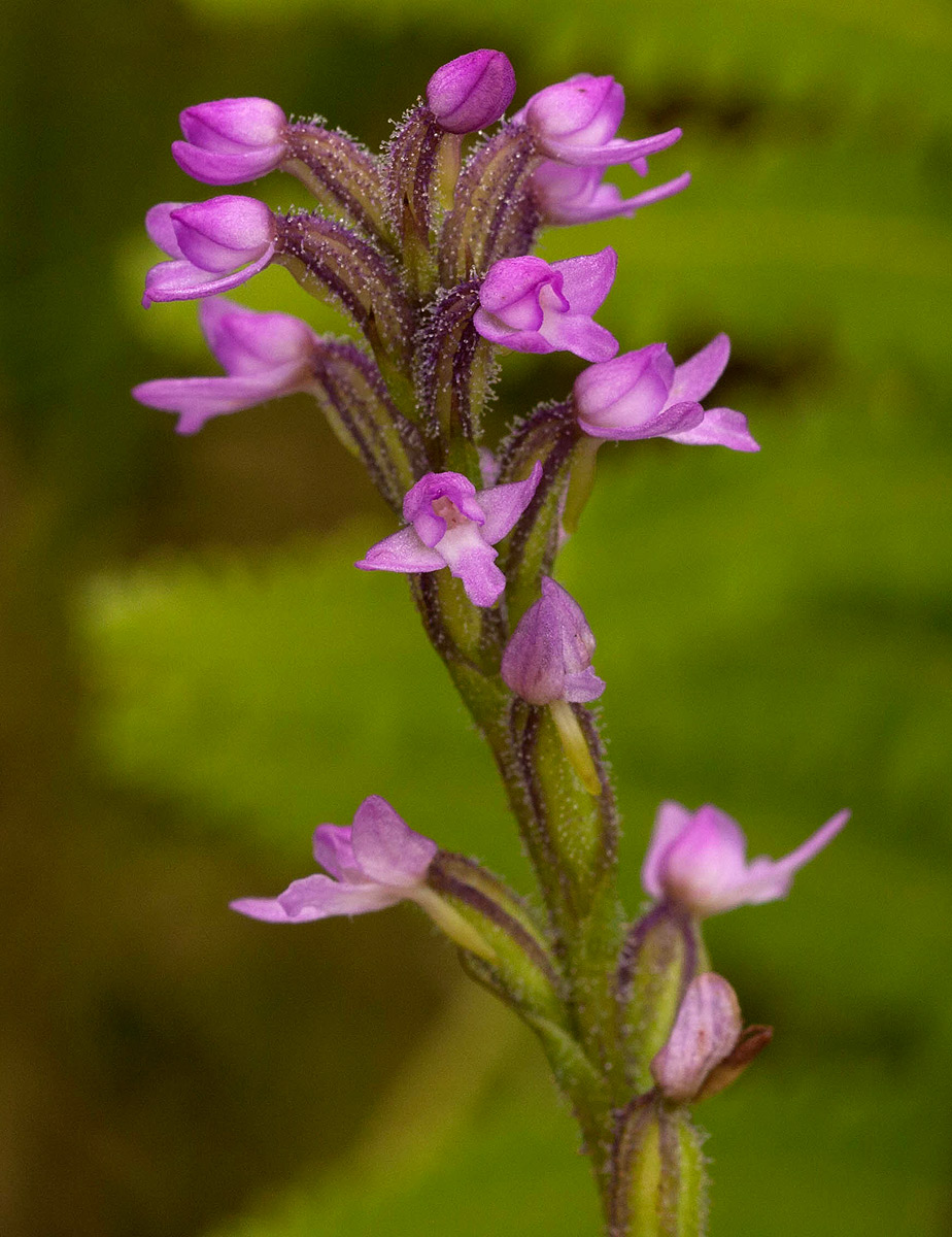 Cynorkis anacamptoides var. anacamptoides