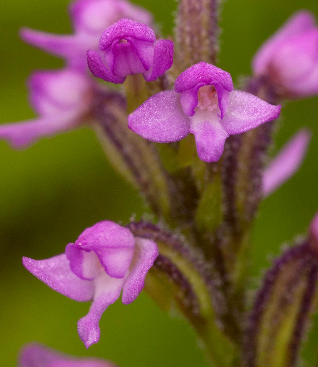 Cynorkis anacamptoides var. anacamptoides