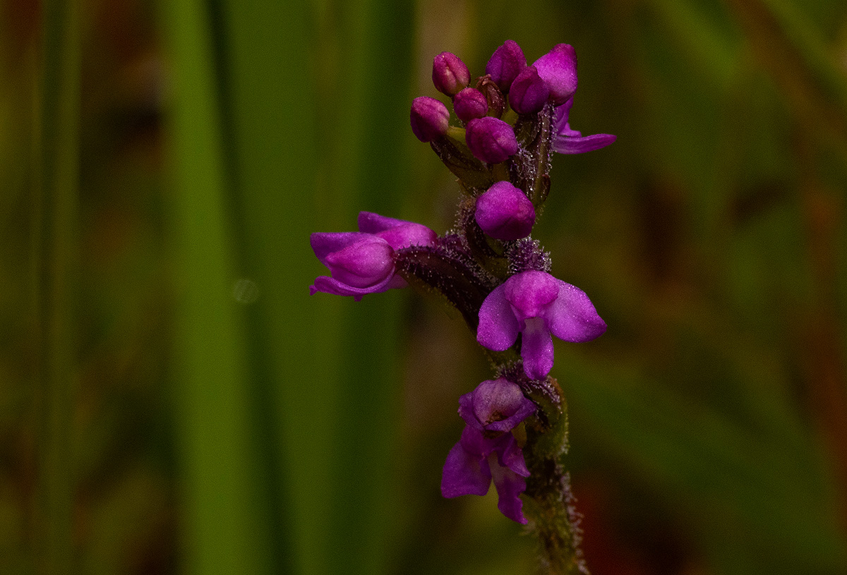 Cynorkis anacamptoides var. anacamptoides Cynorkis anacamptoides var. anacamptoides