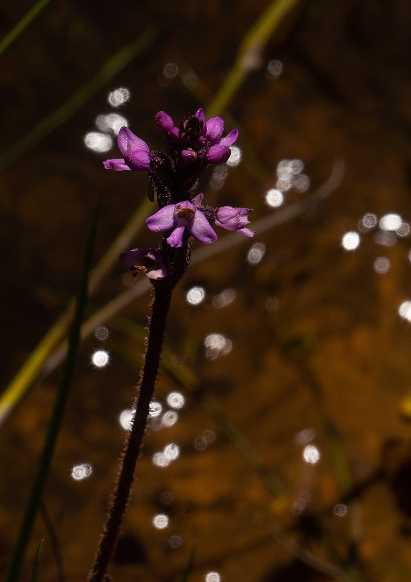 Cynorkis anacamptoides var. anacamptoides