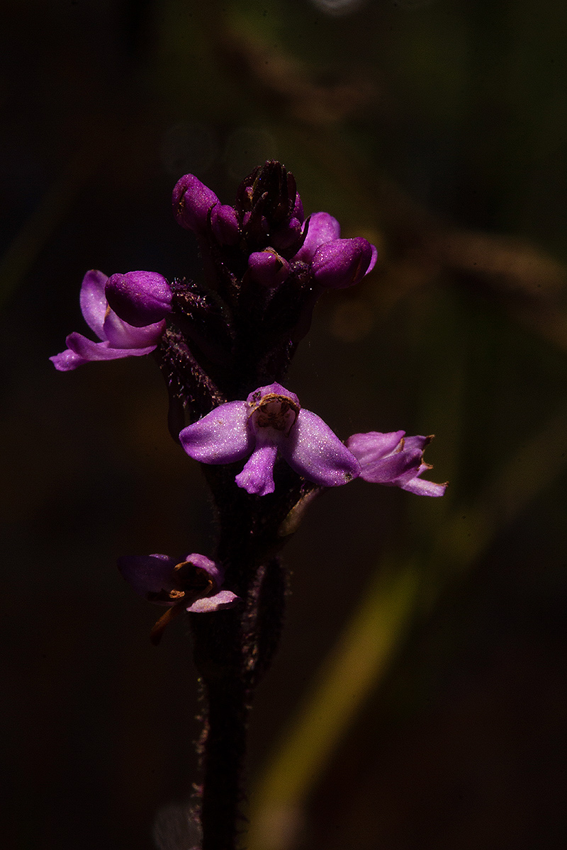 Cynorkis anacamptoides var. anacamptoides