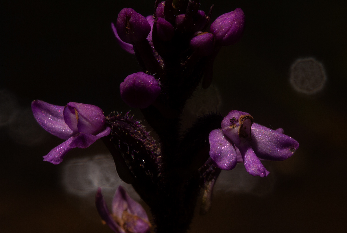 Cynorkis anacamptoides var. anacamptoides